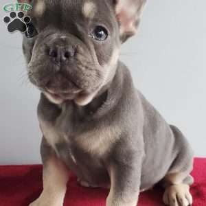 Dixie, French Bulldog Puppy