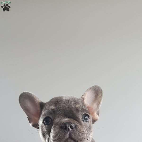 Dolly, French Bulldog Puppy