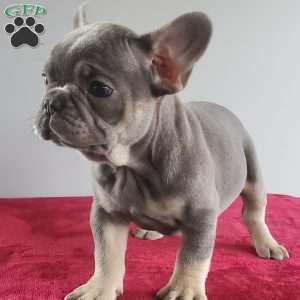 Danae, French Bulldog Puppy