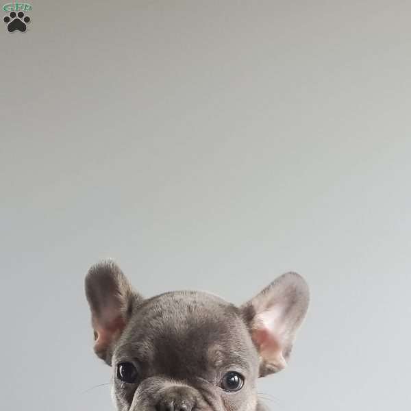 Danae, French Bulldog Puppy