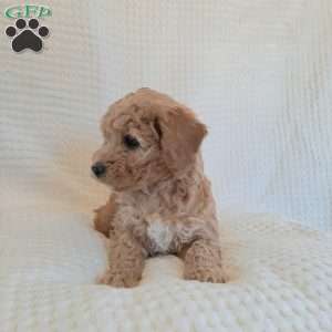 Maisy, Mini Goldendoodle Puppy