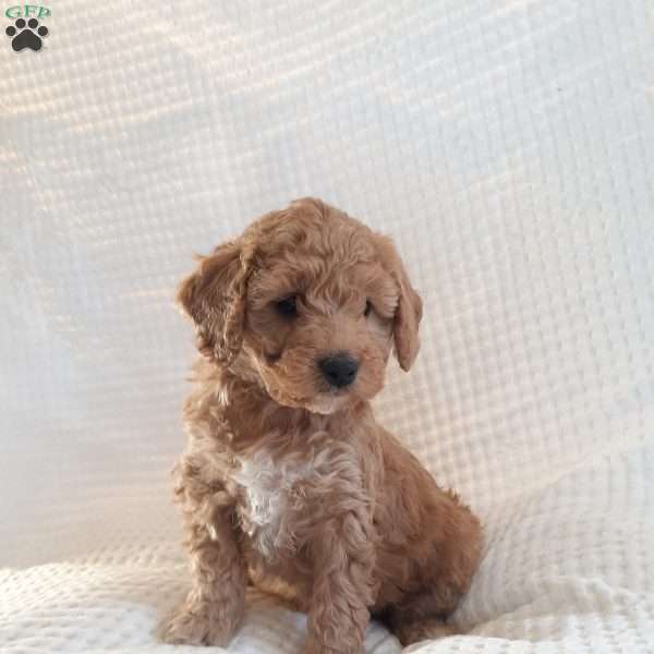 Maisy, Mini Goldendoodle Puppy