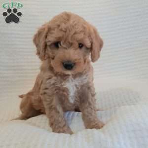 Maisy, Mini Goldendoodle Puppy