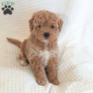 Mia, Mini Goldendoodle Puppy