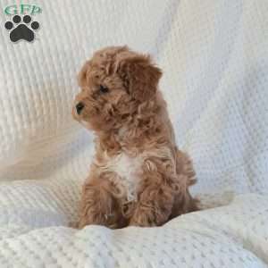 Mia, Mini Goldendoodle Puppy