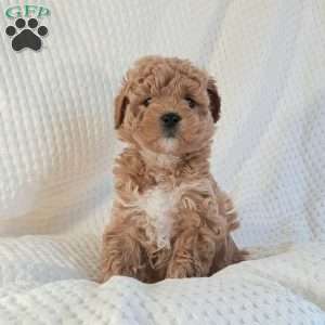 Mia, Mini Goldendoodle Puppy