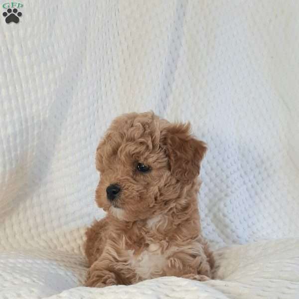 Mia, Mini Goldendoodle Puppy