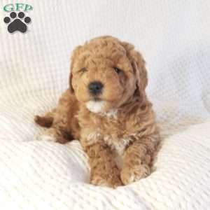 Marly, Mini Goldendoodle Puppy