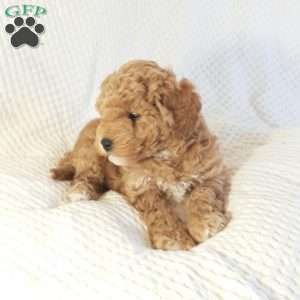 Marly, Mini Goldendoodle Puppy