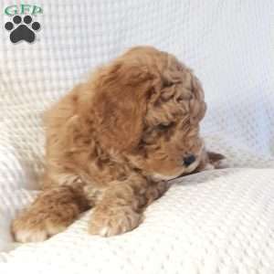 Marly, Mini Goldendoodle Puppy