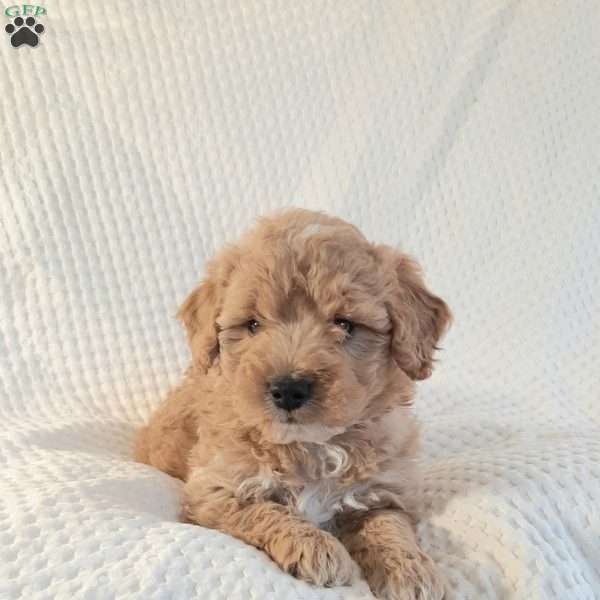 Max, Mini Goldendoodle Puppy