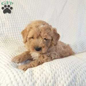 Max, Mini Goldendoodle Puppy