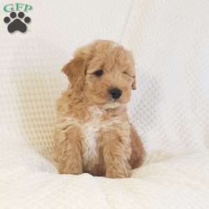 Max, Mini Goldendoodle Puppy