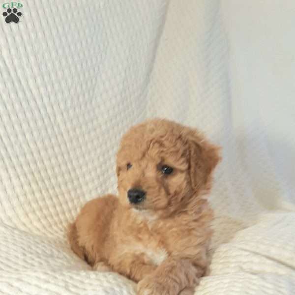 Moses, Mini Goldendoodle Puppy