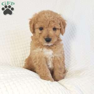 Moses, Mini Goldendoodle Puppy