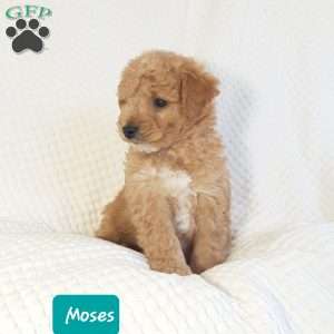 Moses, Mini Goldendoodle Puppy