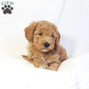 Mason, Mini Goldendoodle Puppy