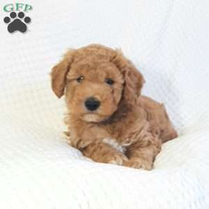 Mason, Mini Goldendoodle Puppy