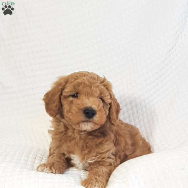 Mason, Mini Goldendoodle Puppy