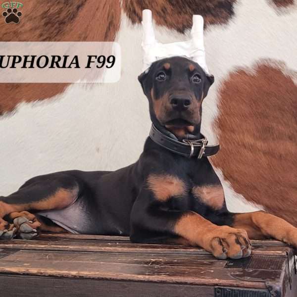 EUPHORIA, Doberman Pinscher Puppy