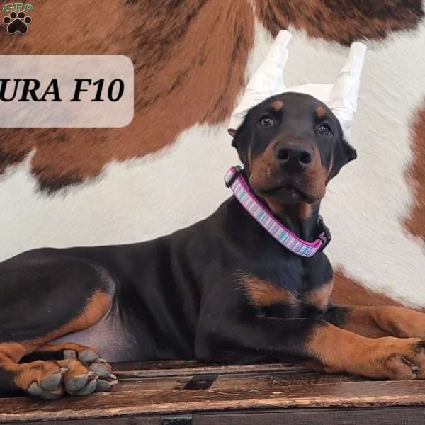 AURA, Doberman Pinscher Puppy