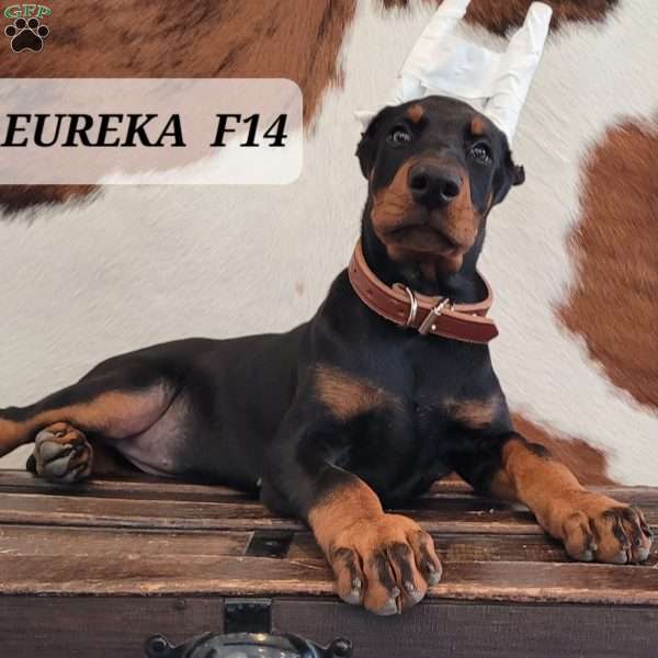 EUREKA, Doberman Pinscher Puppy