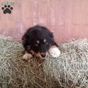 Mitzy, Miniature Australian Shepherd Puppy