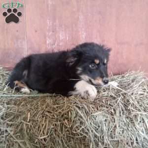 Mitzy, Miniature Australian Shepherd Puppy