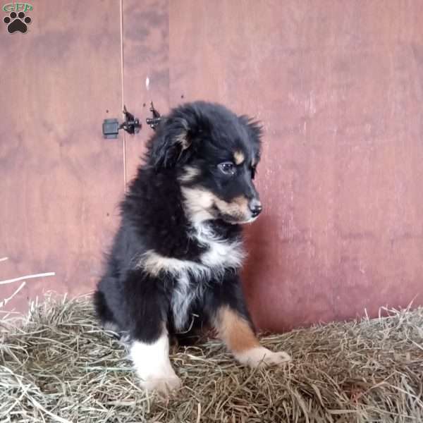 Mitzy, Miniature Australian Shepherd Puppy