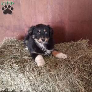 Mitzy, Miniature Australian Shepherd Puppy