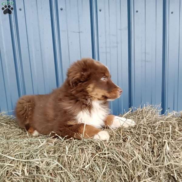 Nikki, Miniature Australian Shepherd Puppy