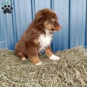 Nikki, Miniature Australian Shepherd Puppy