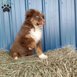 Nikki, Miniature Australian Shepherd Puppy