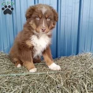 Nikki, Miniature Australian Shepherd Puppy