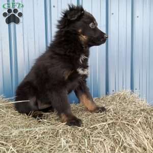 Mia, Miniature Australian Shepherd Puppy