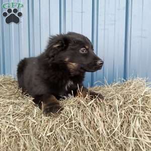 Mia, Miniature Australian Shepherd Puppy