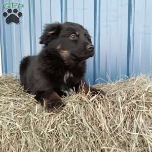 Mia, Miniature Australian Shepherd Puppy