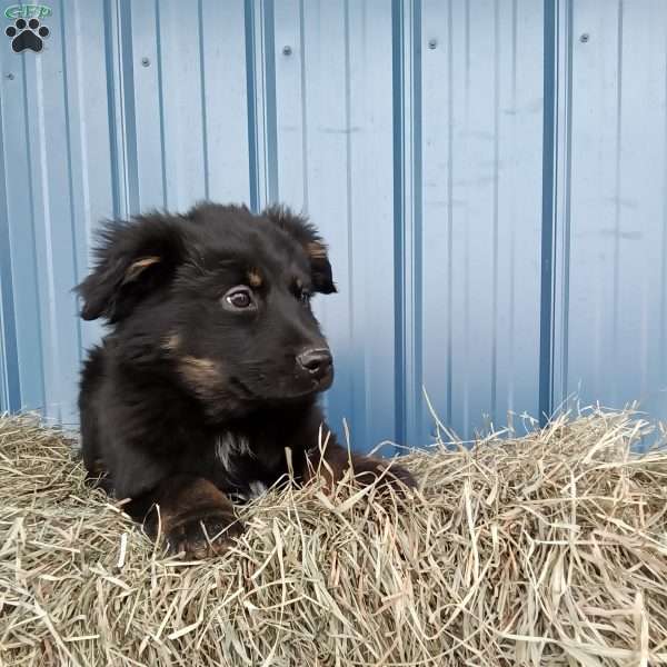 Mia, Miniature Australian Shepherd Puppy