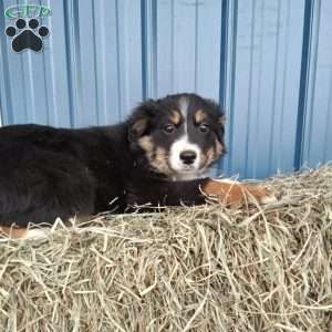 Molly, Miniature Australian Shepherd Puppy