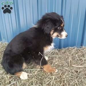 Molly, Miniature Australian Shepherd Puppy