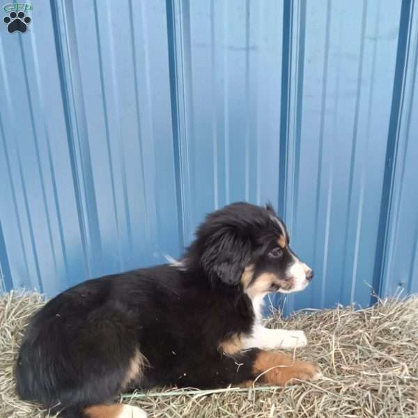 Molly, Miniature Australian Shepherd Puppy