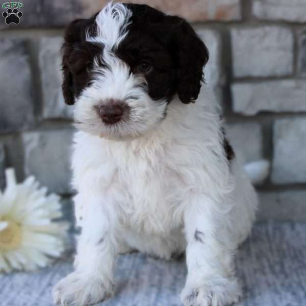 May, Portuguese Water Dog Puppy