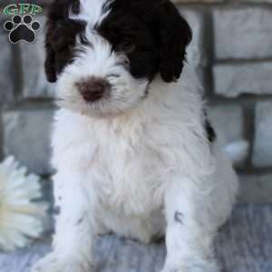 May, Portuguese Water Dog Puppy