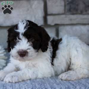 May, Portuguese Water Dog Puppy