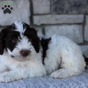 May, Portuguese Water Dog Puppy