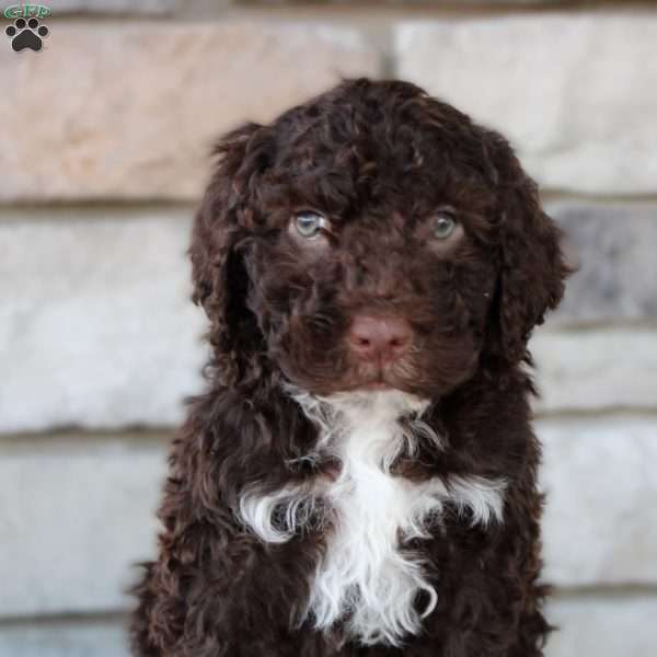 Klay, Portuguese Water Dog Puppy