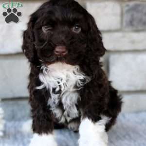 Bonnie, Portuguese Water Dog Puppy