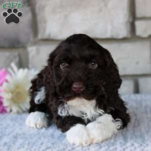 Bonnie, Portuguese Water Dog Puppy