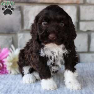 Bonnie, Portuguese Water Dog Puppy