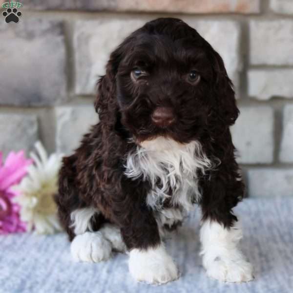 Bonnie, Portuguese Water Dog Puppy